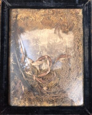 [Reliques impériales de Saint-Hélène]. Tableau végétal sur fond illustré en noir.