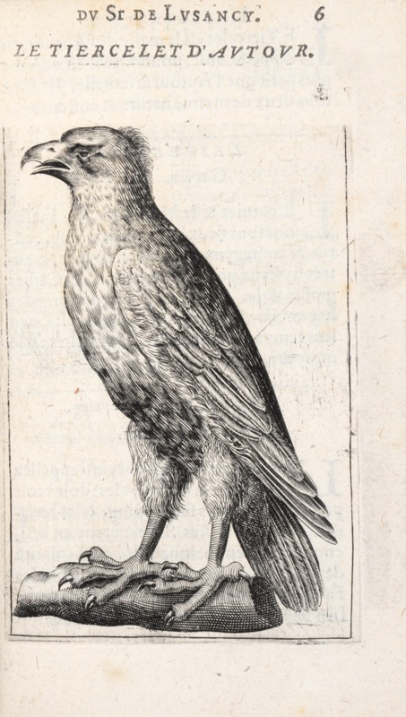 GOMMER (Pierre & François de). De l’Autourserie et de ce qui appartient au vol des oyseaux. – Image 2