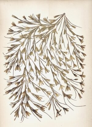 [JÉRUSALEM]. Photographies et Fleurs de Terre Sainte.